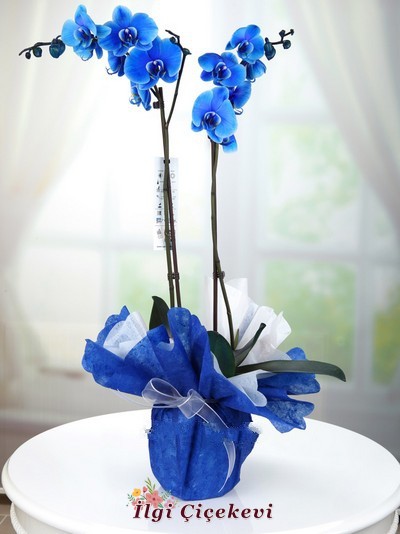 Mavi 2li Orkide