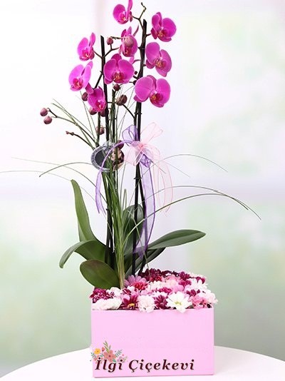 Orkide ve Kır Çiçekleri Kutulu