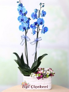 Mavi Orkide  Kır Çiçeği Arajmanı