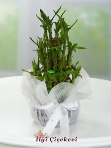 Bambu Saksı Çiçeği